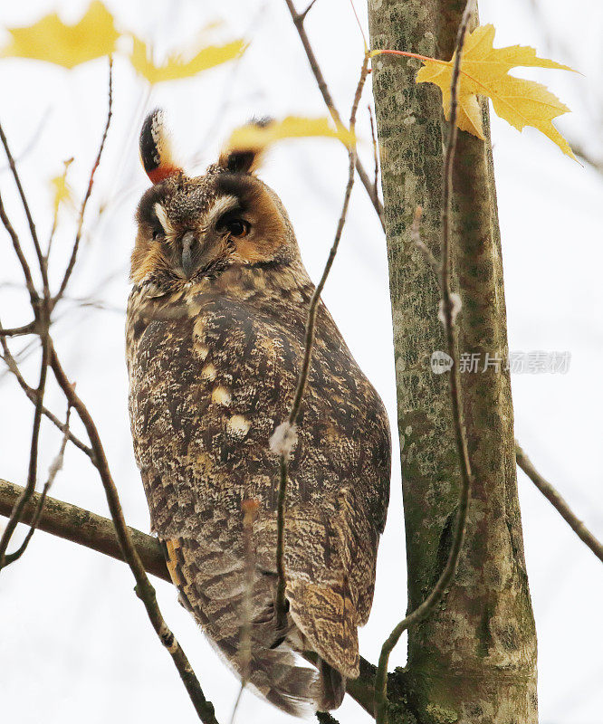 秋季长耳猫头鹰(Asio otus)